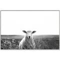 Picture of Field Sheep  _GroupedProduct_Rectangle_Landscape_Photography _GroupedProduct_Rectangle_Landscape_Canvas_Framed_