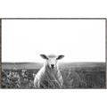 Picture of Field Sheep  _GroupedProduct_Rectangle_Landscape_Photography _GroupedProduct_Rectangle_Landscape_Canvas_Framed_