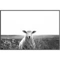 Picture of Field Sheep  _GroupedProduct_Rectangle_Landscape_Photography _GroupedProduct_Rectangle_Landscape_Canvas_Framed_