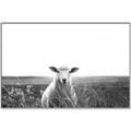 Picture of Field Sheep  _GroupedProduct_Rectangle_Landscape_Photography _GroupedProduct_Rectangle_Landscape_Canvas_Framed_