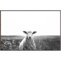 Picture of Field Sheep  _GroupedProduct_Rectangle_Landscape_Photography _GroupedProduct_Rectangle_Landscape_Canvas_Framed_