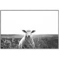 Picture of Field Sheep  _GroupedProduct_Rectangle_Landscape_Photography _GroupedProduct_Rectangle_Landscape_Canvas_Framed_