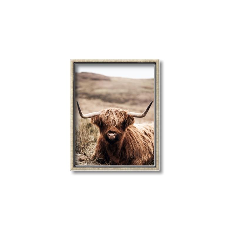Picture of Furry Brown Cow _GroupedProduct_Rectangle_Portrait_Photography _GroupedProduct_Rectangle_Portrait_Canvas_Framed_