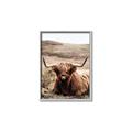 Picture of Furry Brown Cow _GroupedProduct_Rectangle_Portrait_Photography _GroupedProduct_Rectangle_Portrait_Canvas_Framed_