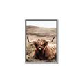 Picture of Furry Brown Cow _GroupedProduct_Rectangle_Portrait_Photography _GroupedProduct_Rectangle_Portrait_Canvas_Framed_