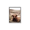 Picture of Furry Brown Cow _GroupedProduct_Rectangle_Portrait_Photography _GroupedProduct_Rectangle_Portrait_Canvas_Framed_