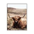 Picture of Furry Brown Cow _GroupedProduct_Rectangle_Portrait_Photography _GroupedProduct_Rectangle_Portrait_Canvas_Framed_