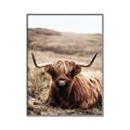 Picture of Furry Brown Cow _GroupedProduct_Rectangle_Portrait_Photography _GroupedProduct_Rectangle_Portrait_Canvas_Framed_