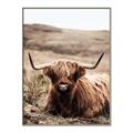 Picture of Furry Brown Cow _GroupedProduct_Rectangle_Portrait_Photography _GroupedProduct_Rectangle_Portrait_Canvas_Framed_