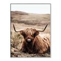 Picture of Furry Brown Cow _GroupedProduct_Rectangle_Portrait_Photography _GroupedProduct_Rectangle_Portrait_Canvas_Framed_
