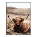 Picture of Furry Brown Cow _GroupedProduct_Rectangle_Portrait_Photography _GroupedProduct_Rectangle_Portrait_Canvas_Framed_