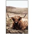 Picture of Furry Brown Cow _GroupedProduct_Rectangle_Portrait_Photography _GroupedProduct_Rectangle_Portrait_Canvas_Framed_