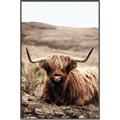 Picture of Furry Brown Cow _GroupedProduct_Rectangle_Portrait_Photography _GroupedProduct_Rectangle_Portrait_Canvas_Framed_