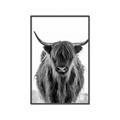 Picture of B&W Highland _GroupedProduct_Rectangle_Portrait_Photography _GroupedProduct_Rectangle_Portrait_Canvas_Framed_