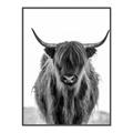 Picture of B&W Highland _GroupedProduct_Rectangle_Portrait_Photography _GroupedProduct_Rectangle_Portrait_Canvas_Framed_