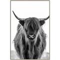 Picture of B&W Highland _GroupedProduct_Rectangle_Portrait_Photography _GroupedProduct_Rectangle_Portrait_Canvas_Framed_