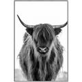 Picture of B&W Highland _GroupedProduct_Rectangle_Portrait_Photography _GroupedProduct_Rectangle_Portrait_Canvas_Framed_