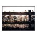 Picture of Farm Fence _GroupedProduct_Rectangle_Landscape_Photography _GroupedProduct_Rectangle_Landscape_Canvas_Framed_