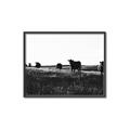 Picture of Cow Field  _GroupedProduct_Rectangle_Landscape_Photography _GroupedProduct_Rectangle_Landscape_Canvas_Framed_
