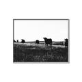 Picture of Cow Field  _GroupedProduct_Rectangle_Landscape_Photography _GroupedProduct_Rectangle_Landscape_Canvas_Framed_
