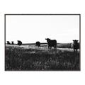 Picture of Cow Field  _GroupedProduct_Rectangle_Landscape_Photography _GroupedProduct_Rectangle_Landscape_Canvas_Framed_