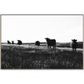 Picture of Cow Field  _GroupedProduct_Rectangle_Landscape_Photography _GroupedProduct_Rectangle_Landscape_Canvas_Framed_