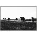 Picture of Cow Field  _GroupedProduct_Rectangle_Landscape_Photography _GroupedProduct_Rectangle_Landscape_Canvas_Framed_
