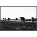 Picture of Cow Field  _GroupedProduct_Rectangle_Landscape_Photography _GroupedProduct_Rectangle_Landscape_Canvas_Framed_