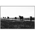 Picture of Cow Field  _GroupedProduct_Rectangle_Landscape_Photography _GroupedProduct_Rectangle_Landscape_Canvas_Framed_
