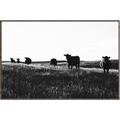 Picture of Cow Field  _GroupedProduct_Rectangle_Landscape_Photography _GroupedProduct_Rectangle_Landscape_Canvas_Framed_