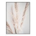 Picture of Whispy Pampas _GroupedProduct_Rectangle_Portrait_Photography _GroupedProduct_Rectangle_Portrait_Canvas_Framed_