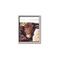 Picture of Snuggled Highland _GroupedProduct_Rectangle_Portrait_Photography _GroupedProduct_Rectangle_Portrait_Canvas_Framed_