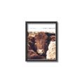 Picture of Snuggled Highland _GroupedProduct_Rectangle_Portrait_Photography _GroupedProduct_Rectangle_Portrait_Canvas_Framed_