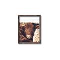 Picture of Snuggled Highland _GroupedProduct_Rectangle_Portrait_Photography _GroupedProduct_Rectangle_Portrait_Canvas_Framed_