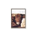 Picture of Snuggled Highland _GroupedProduct_Rectangle_Portrait_Photography _GroupedProduct_Rectangle_Portrait_Canvas_Framed_