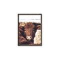 Picture of Snuggled Highland _GroupedProduct_Rectangle_Portrait_Photography _GroupedProduct_Rectangle_Portrait_Canvas_Framed_