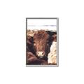 Picture of Snuggled Highland _GroupedProduct_Rectangle_Portrait_Photography _GroupedProduct_Rectangle_Portrait_Canvas_Framed_