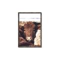 Picture of Snuggled Highland _GroupedProduct_Rectangle_Portrait_Photography _GroupedProduct_Rectangle_Portrait_Canvas_Framed_