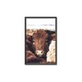 Picture of Snuggled Highland _GroupedProduct_Rectangle_Portrait_Photography _GroupedProduct_Rectangle_Portrait_Canvas_Framed_