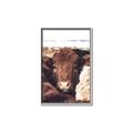 Picture of Snuggled Highland _GroupedProduct_Rectangle_Portrait_Photography _GroupedProduct_Rectangle_Portrait_Canvas_Framed_