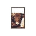 Picture of Snuggled Highland _GroupedProduct_Rectangle_Portrait_Photography _GroupedProduct_Rectangle_Portrait_Canvas_Framed_