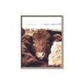 Picture of Snuggled Highland _GroupedProduct_Rectangle_Portrait_Photography _GroupedProduct_Rectangle_Portrait_Canvas_Framed_