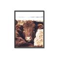 Picture of Snuggled Highland _GroupedProduct_Rectangle_Portrait_Photography _GroupedProduct_Rectangle_Portrait_Canvas_Framed_