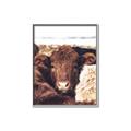 Picture of Snuggled Highland _GroupedProduct_Rectangle_Portrait_Photography _GroupedProduct_Rectangle_Portrait_Canvas_Framed_