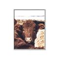 Picture of Snuggled Highland _GroupedProduct_Rectangle_Portrait_Photography _GroupedProduct_Rectangle_Portrait_Canvas_Framed_