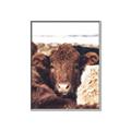 Picture of Snuggled Highland _GroupedProduct_Rectangle_Portrait_Photography _GroupedProduct_Rectangle_Portrait_Canvas_Framed_