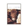 Picture of Snuggled Highland _GroupedProduct_Rectangle_Portrait_Photography _GroupedProduct_Rectangle_Portrait_Canvas_Framed_