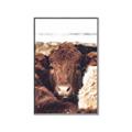 Picture of Snuggled Highland _GroupedProduct_Rectangle_Portrait_Photography _GroupedProduct_Rectangle_Portrait_Canvas_Framed_