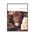 Picture of Snuggled Highland _GroupedProduct_Rectangle_Portrait_Photography _GroupedProduct_Rectangle_Portrait_Canvas_Framed_