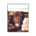 Picture of Snuggled Highland _GroupedProduct_Rectangle_Portrait_Photography _GroupedProduct_Rectangle_Portrait_Canvas_Framed_